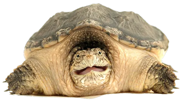 Turtle PNG