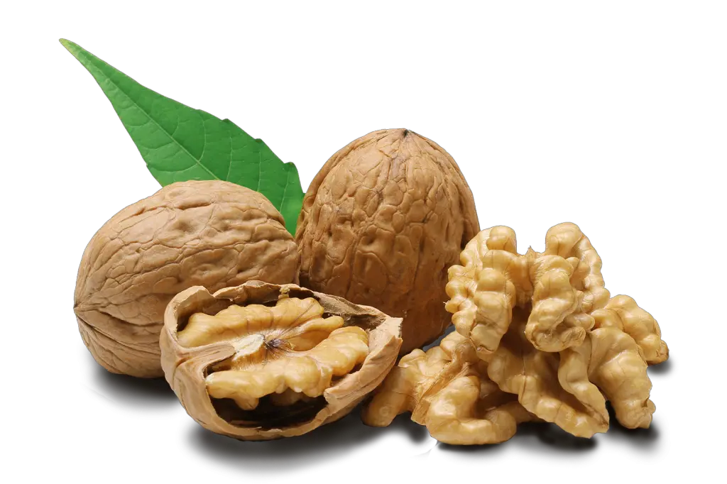 Walnut PNG