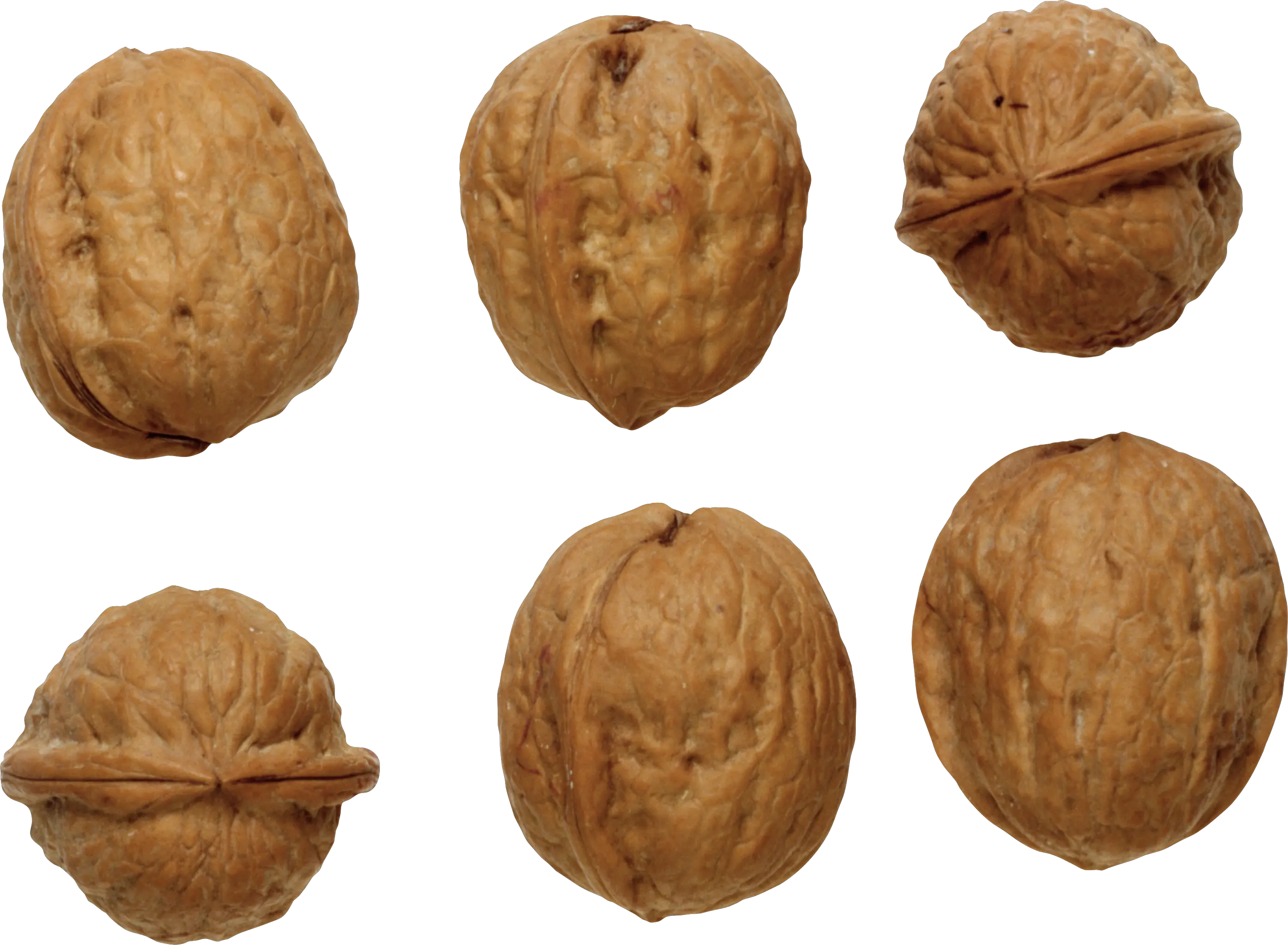 Walnut PNG