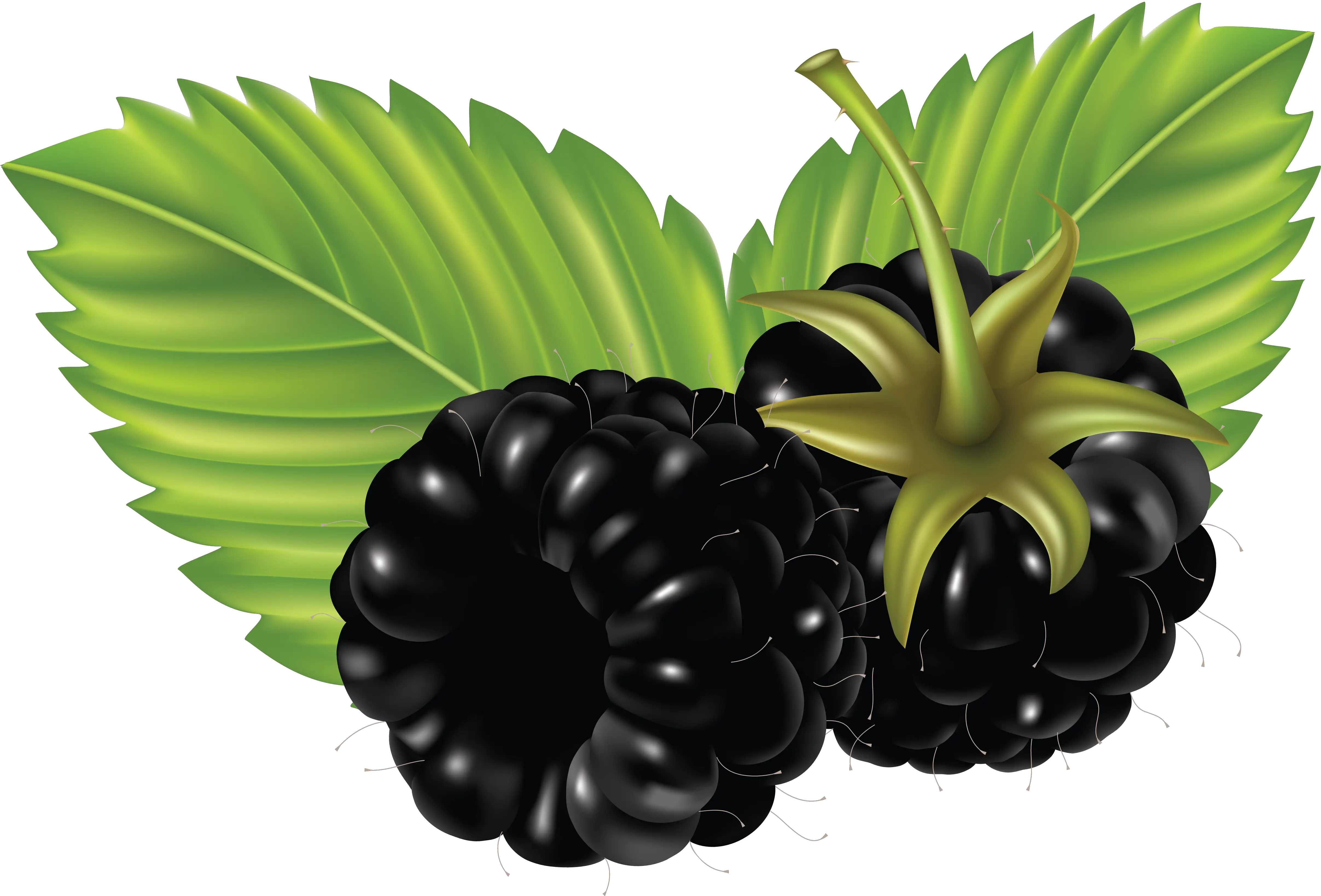 Blackberry PNG