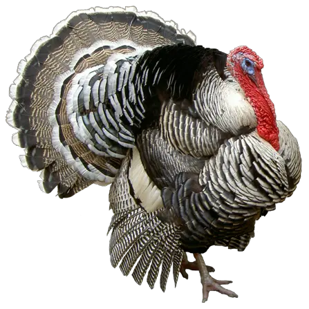 Turkey bird PNG