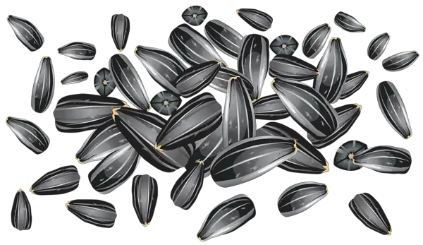 Sunflower seeds PNG