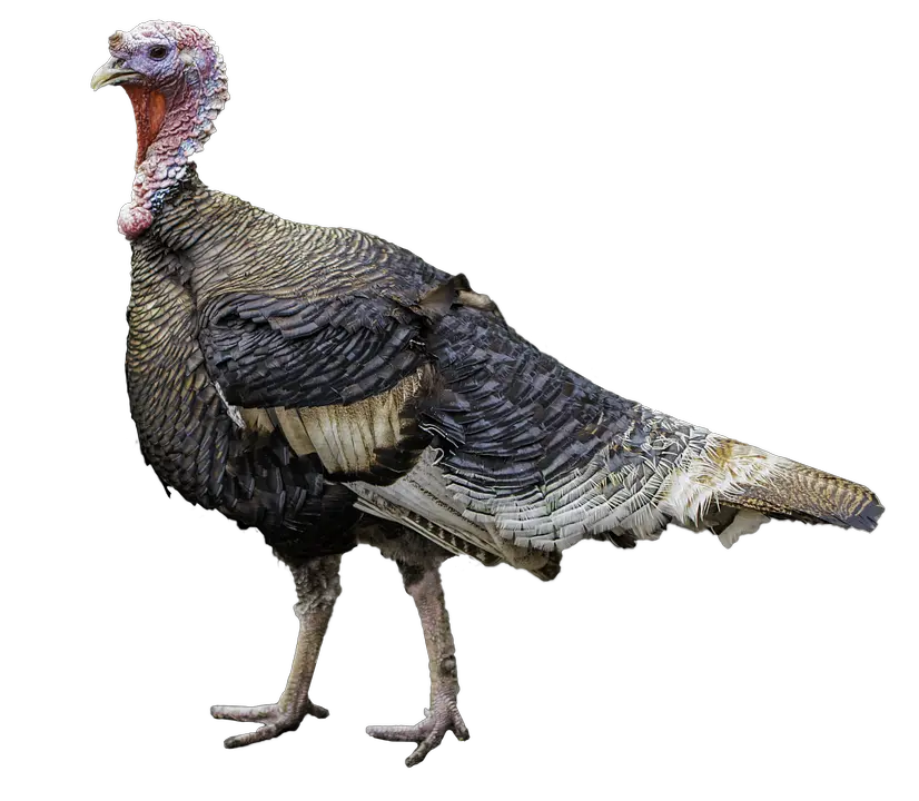 Turkey bird PNG