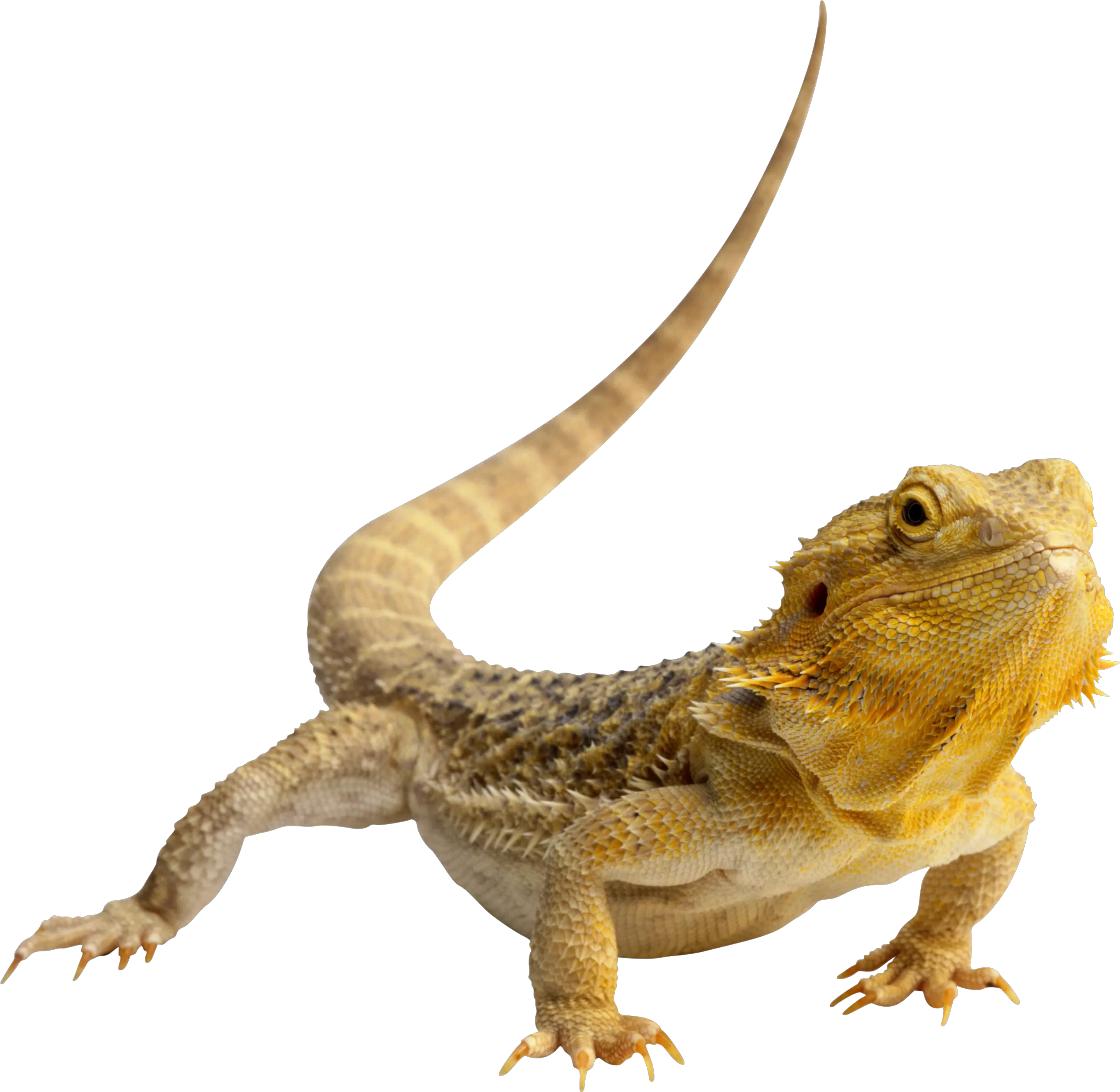 Gecko PNG