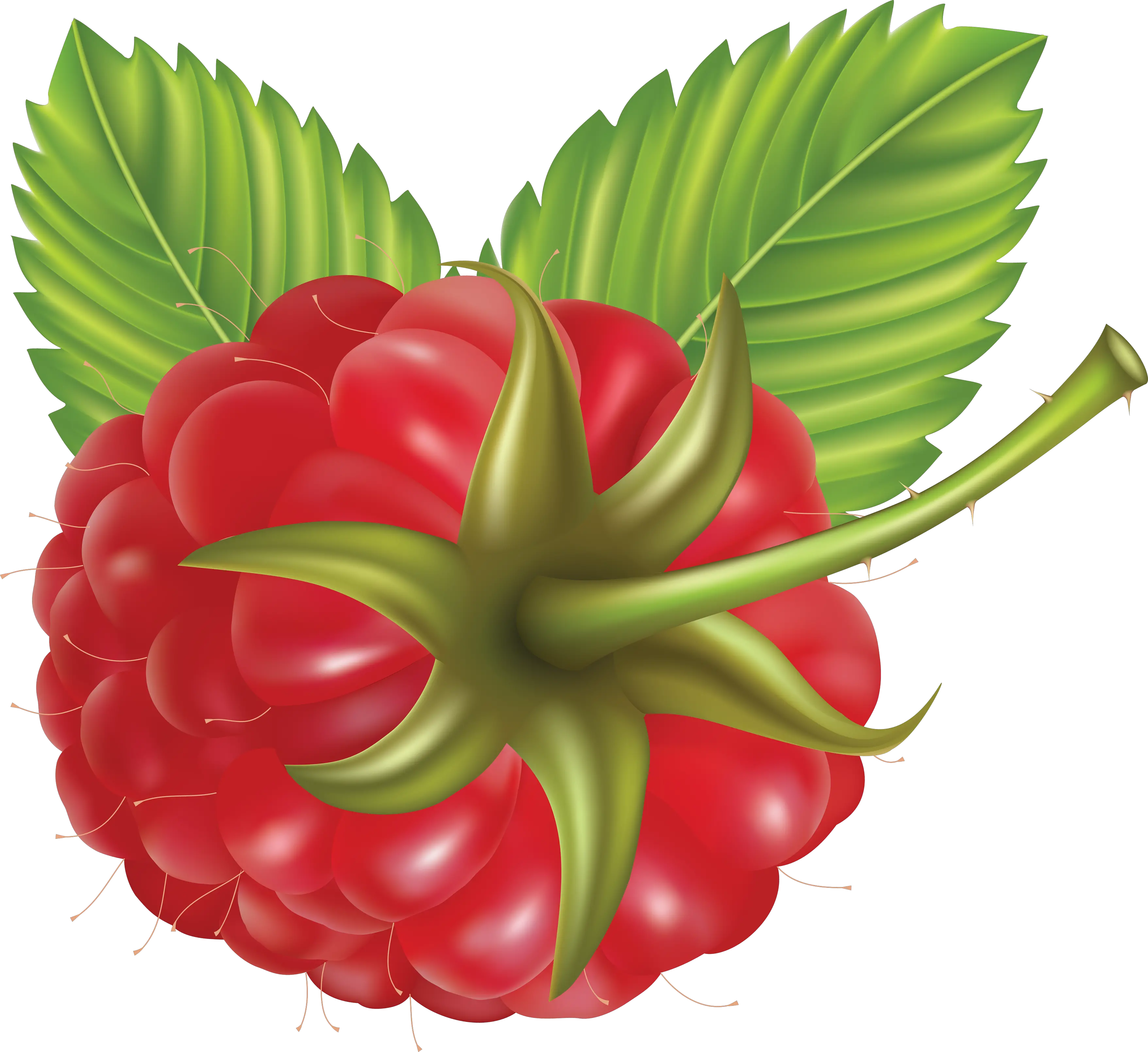 Rraspberry PNG image