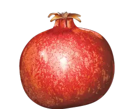 Pomegranate PNG image