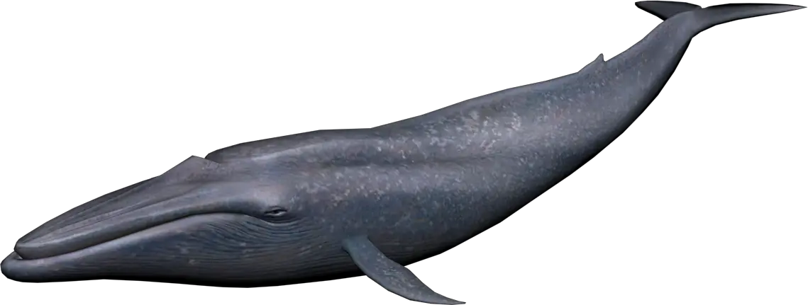 Whale PNG