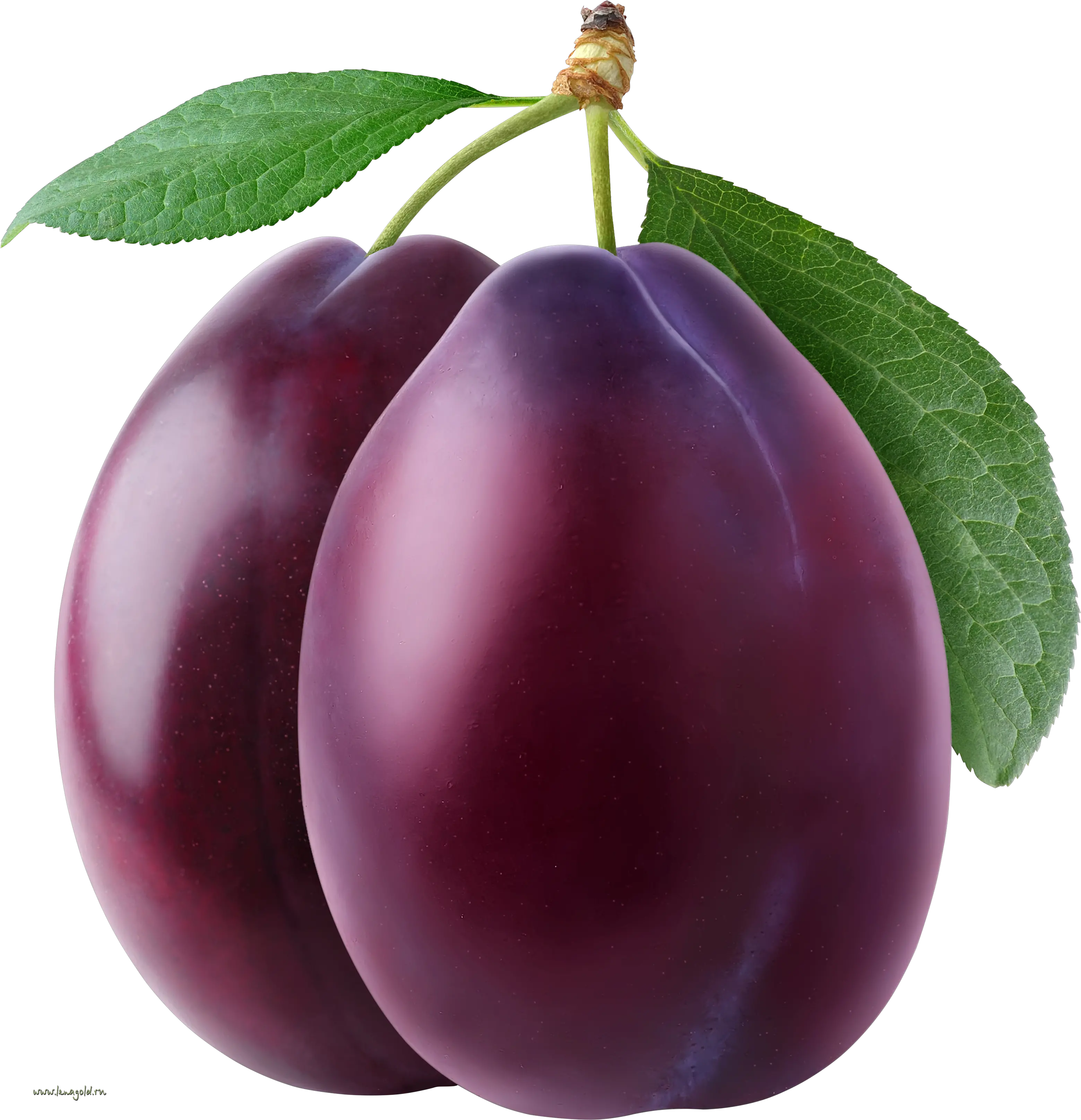 Plum PNG image