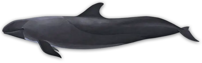 Whale PNG