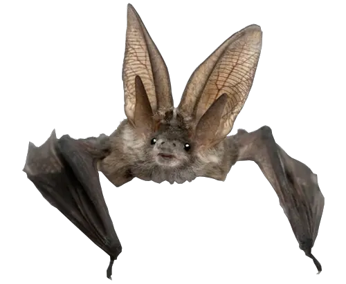 Bat PNG