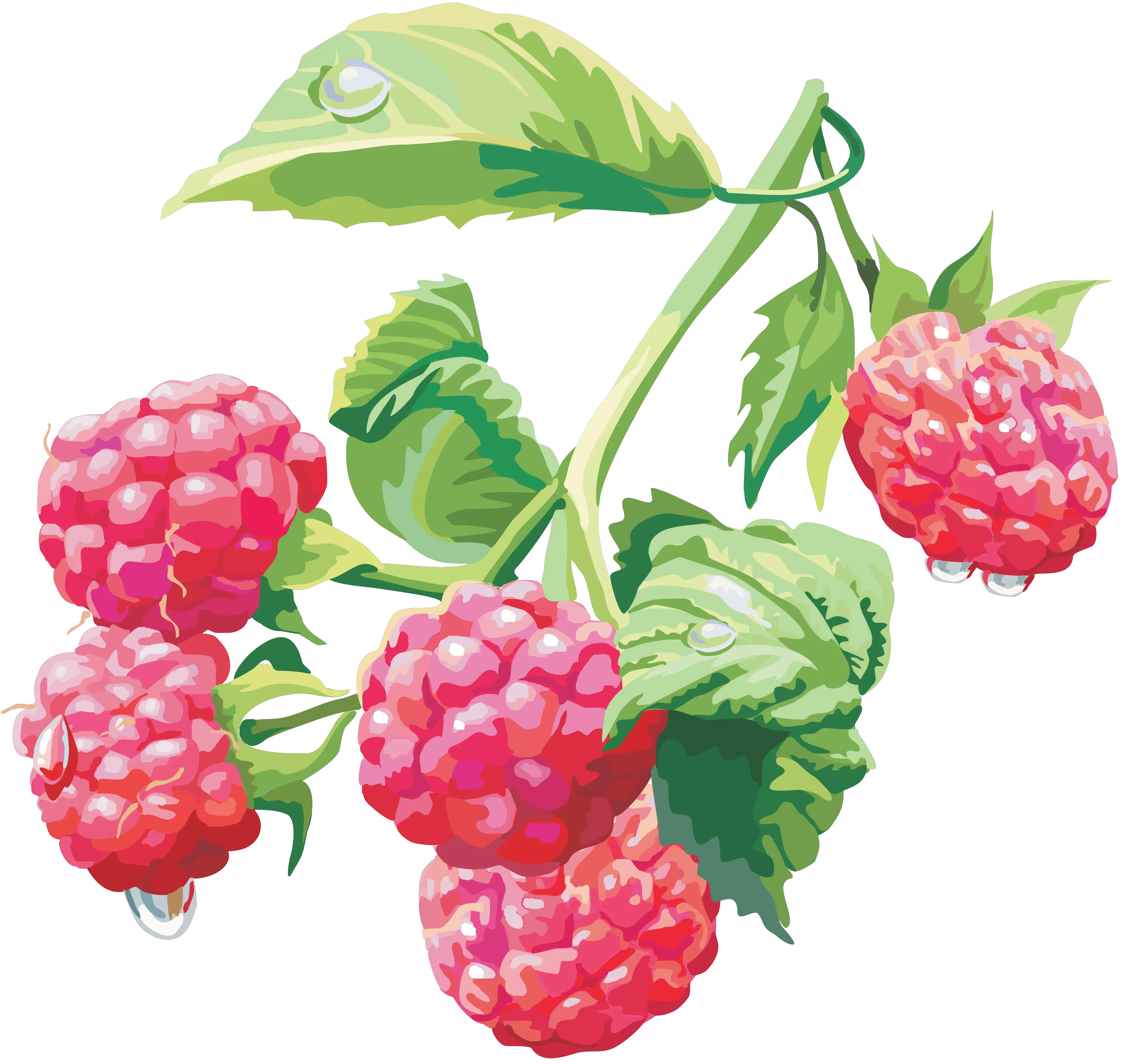 Rraspberry PNG image