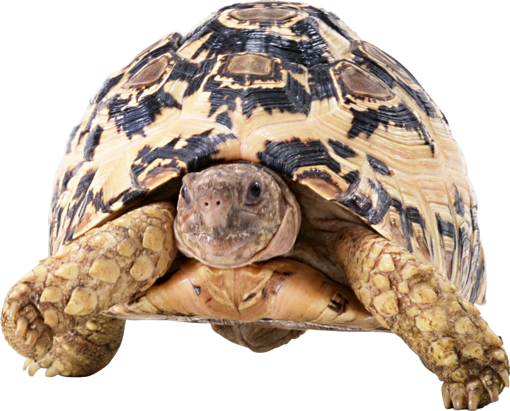 Turtle PNG