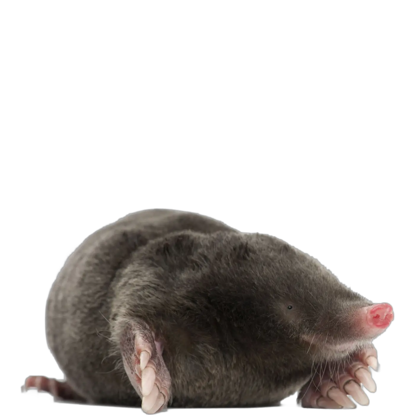 Mole PNG