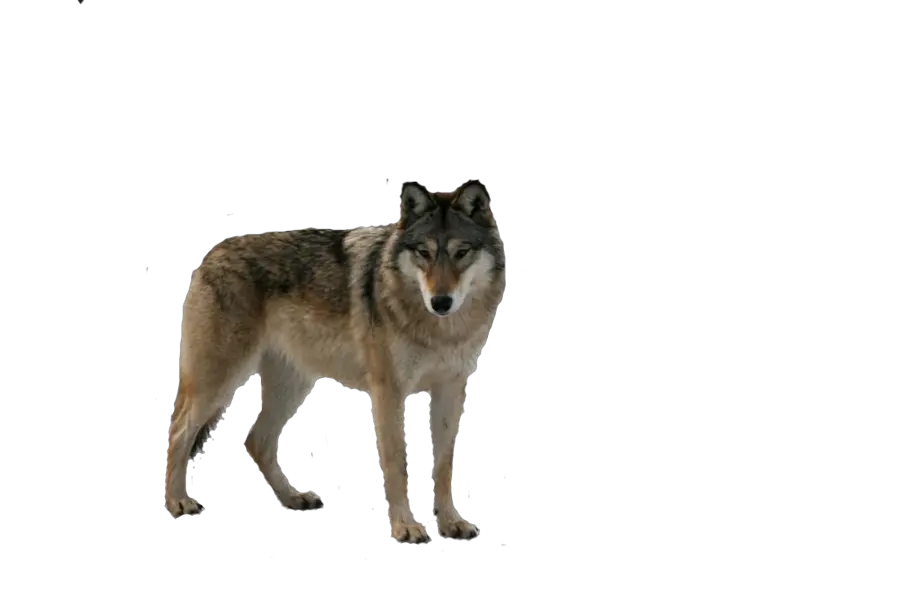 wolf png image picture download