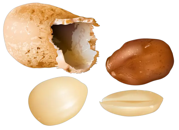 Peanut PNG