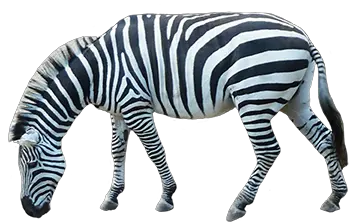 Zebra PNG image