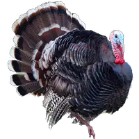 Turkey bird PNG