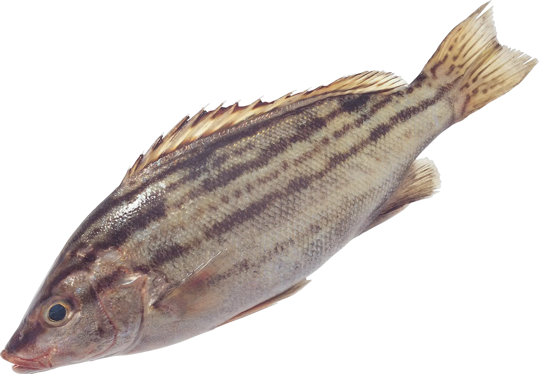 Fish PNG