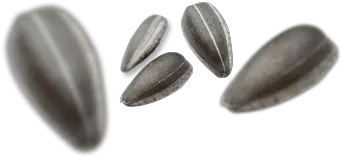 Sunflower seeds PNG