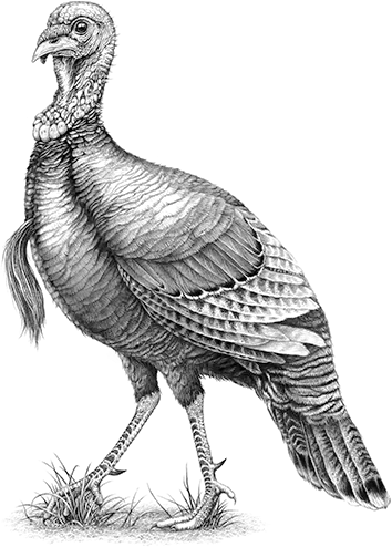 Turkey bird PNG