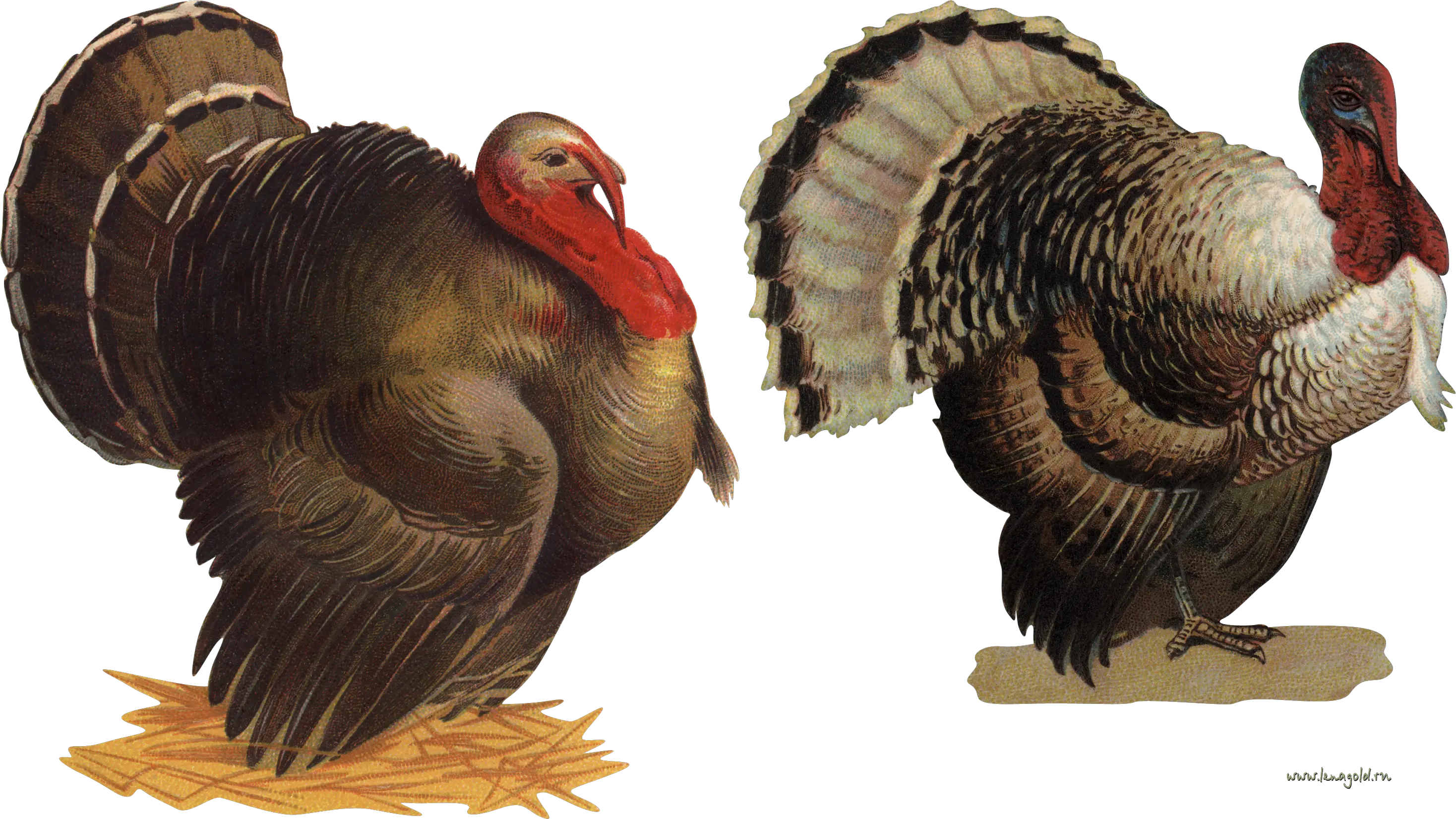 Turkey bird PNG