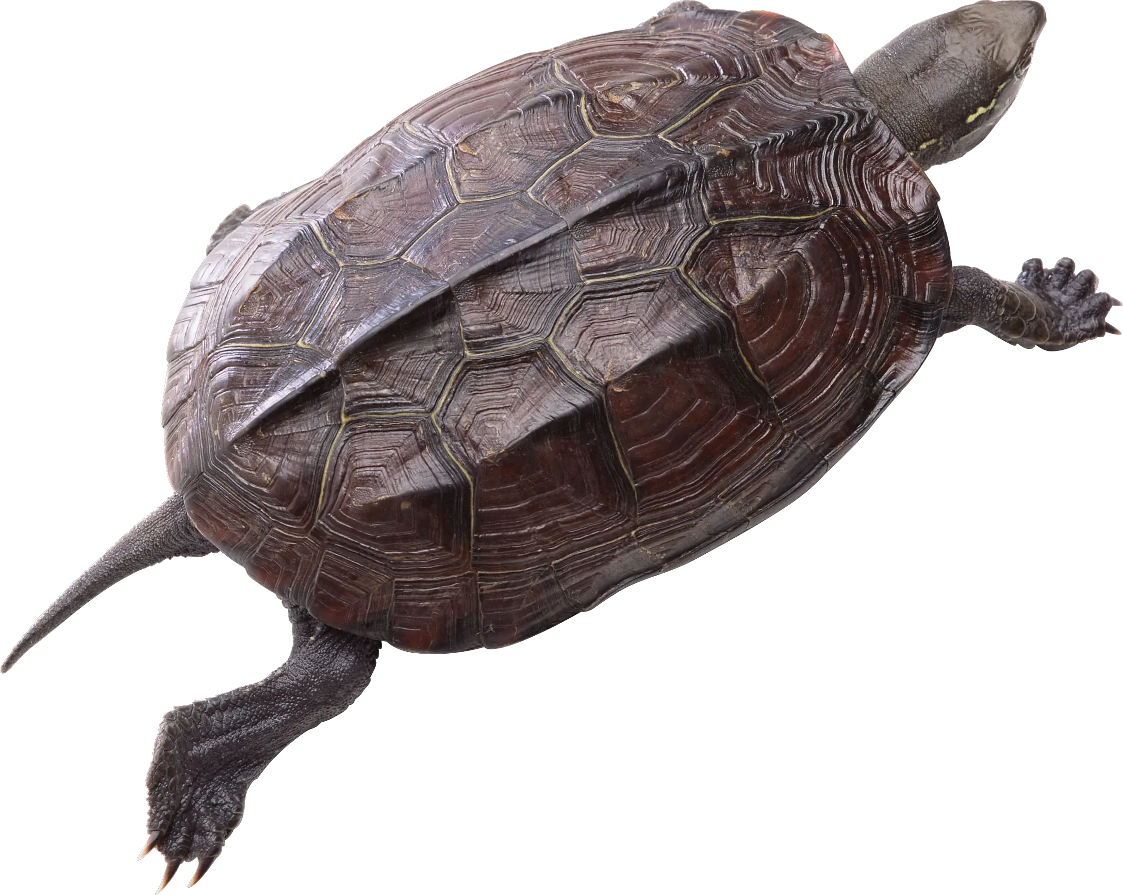 Turtle PNG