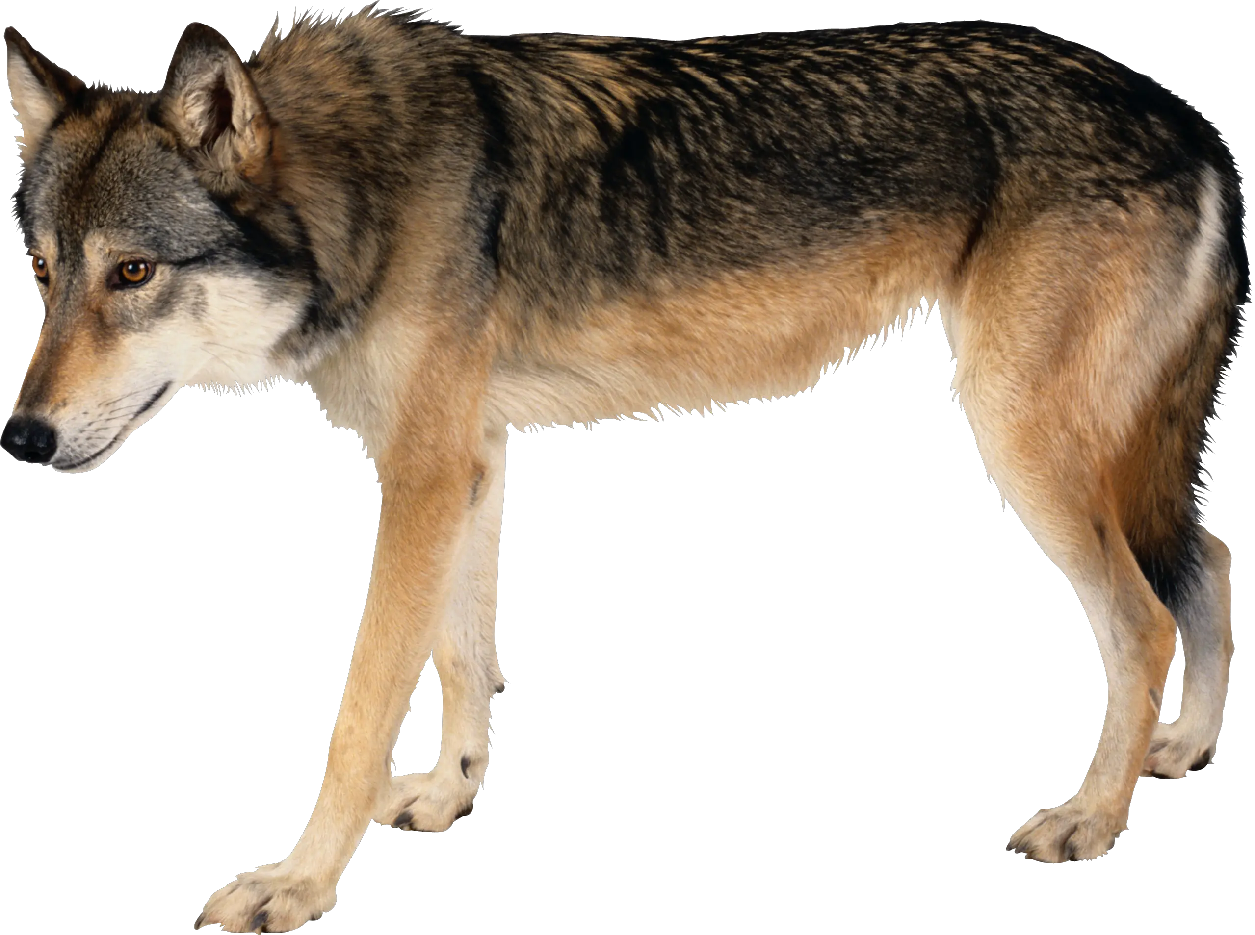 Wolf PNG image