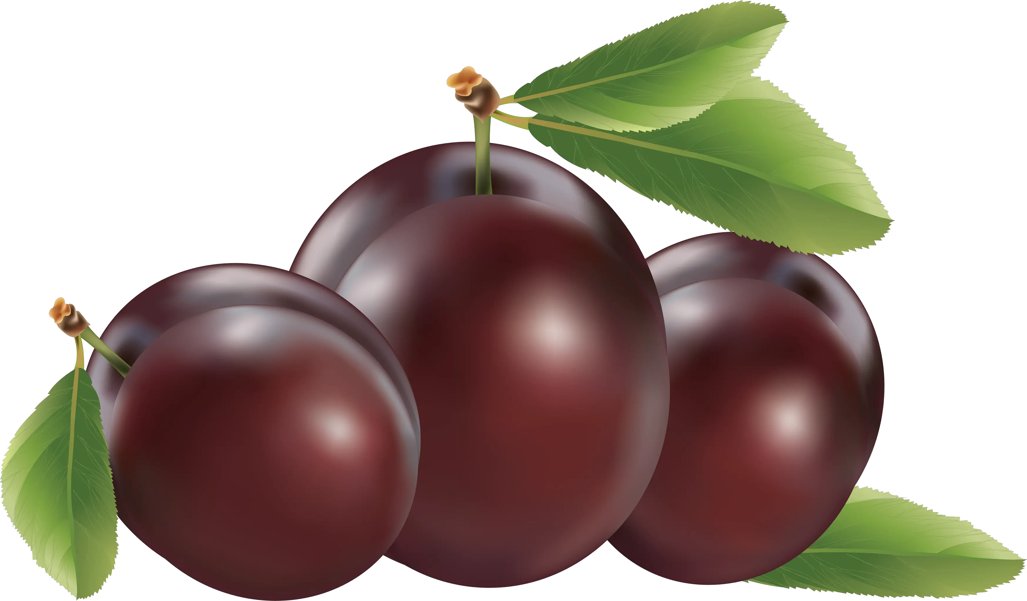 Plum PNG image