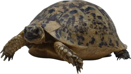 Turtle PNG