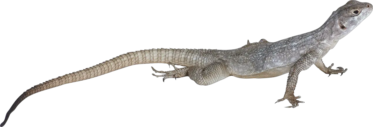 Gecko PNG