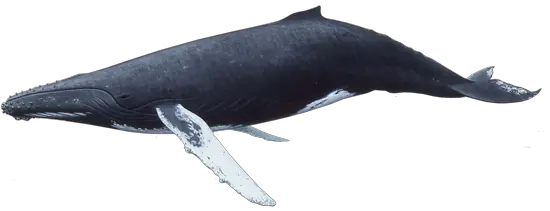 Whale PNG