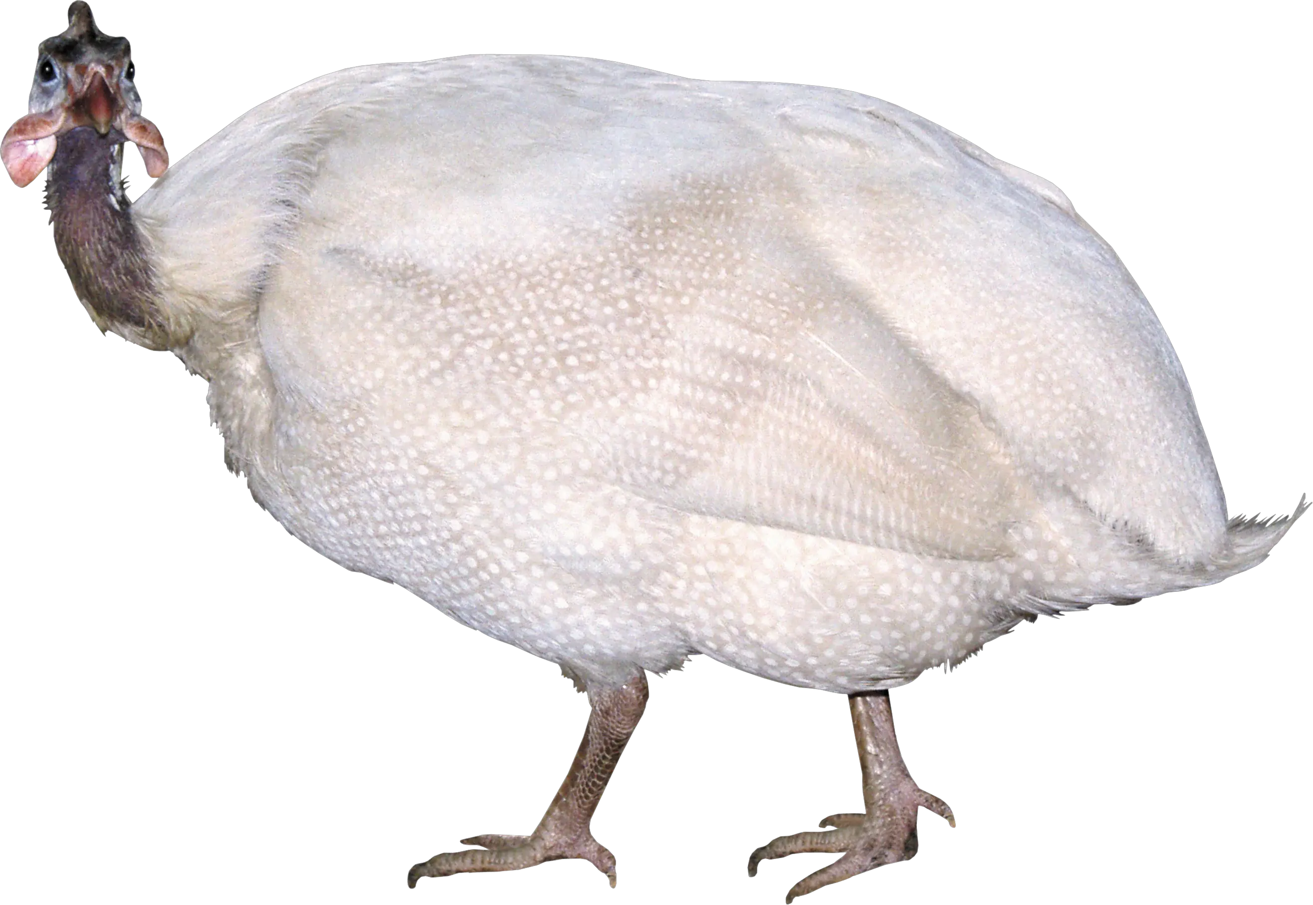 Turkey bird PNG