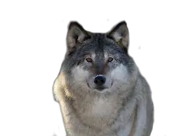 Wolf PNG