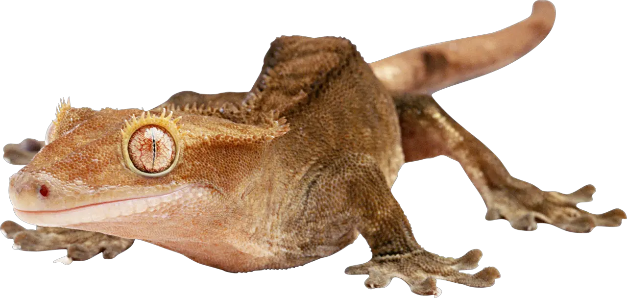 Gecko PNG