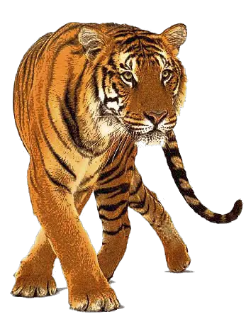 Tiger PNG image free download tigers