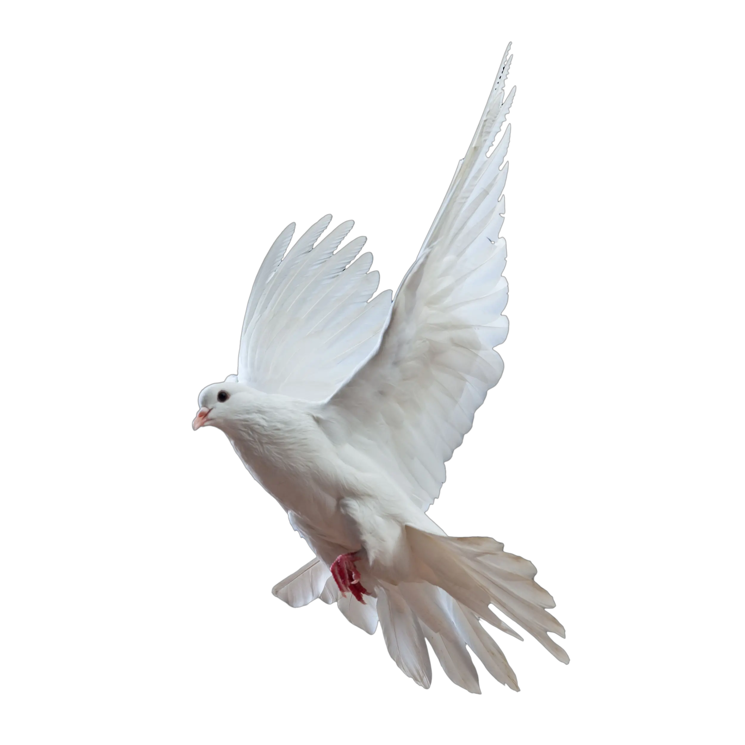 Pigeon PNG