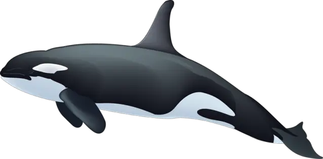 Whale PNG