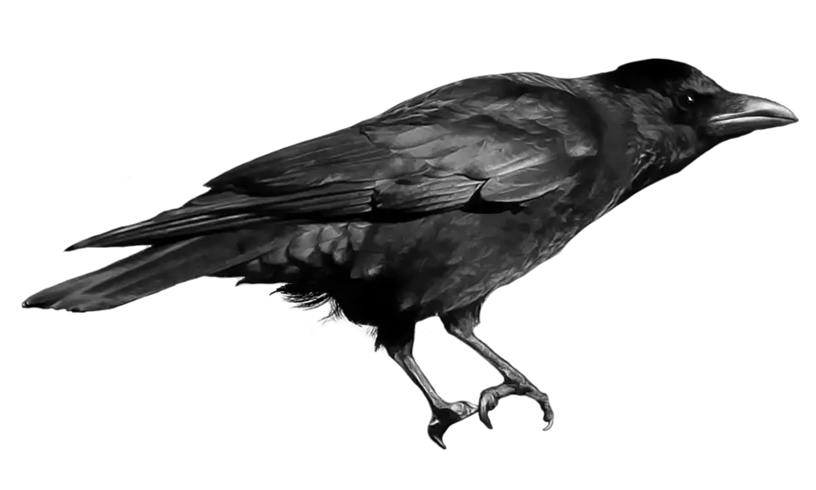 Crow PNG image