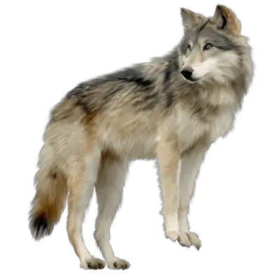 Wolf PNG