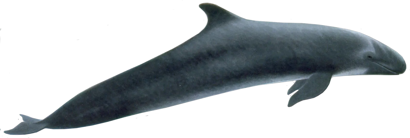 Whale PNG