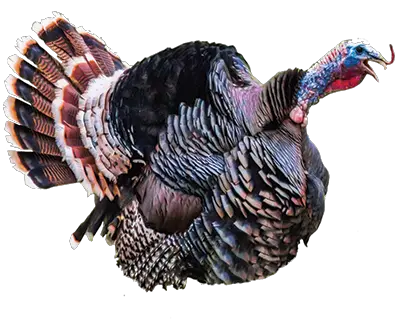 Turkey bird PNG