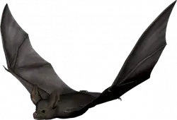 Bat PNG