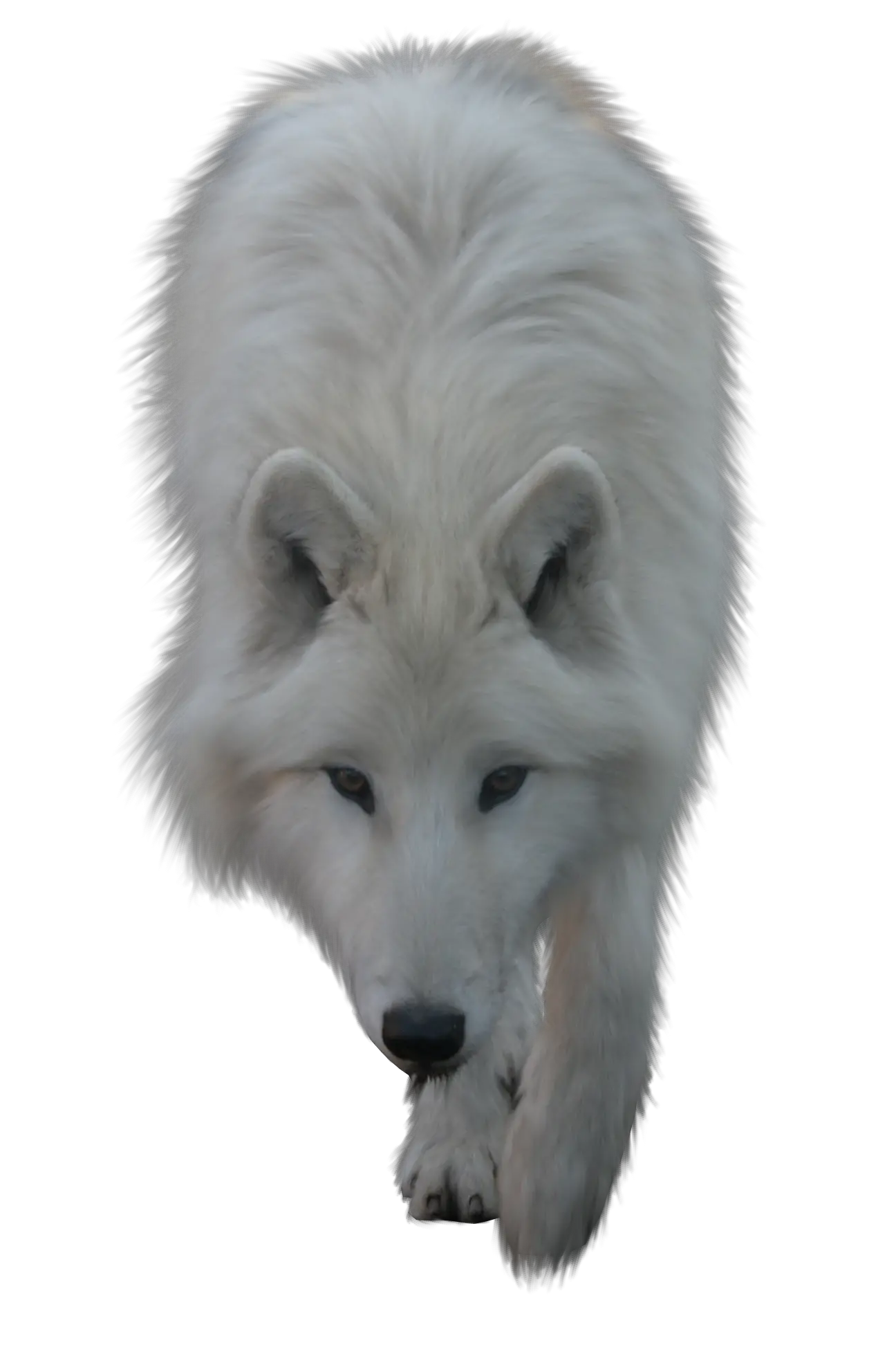 Wolf PNG