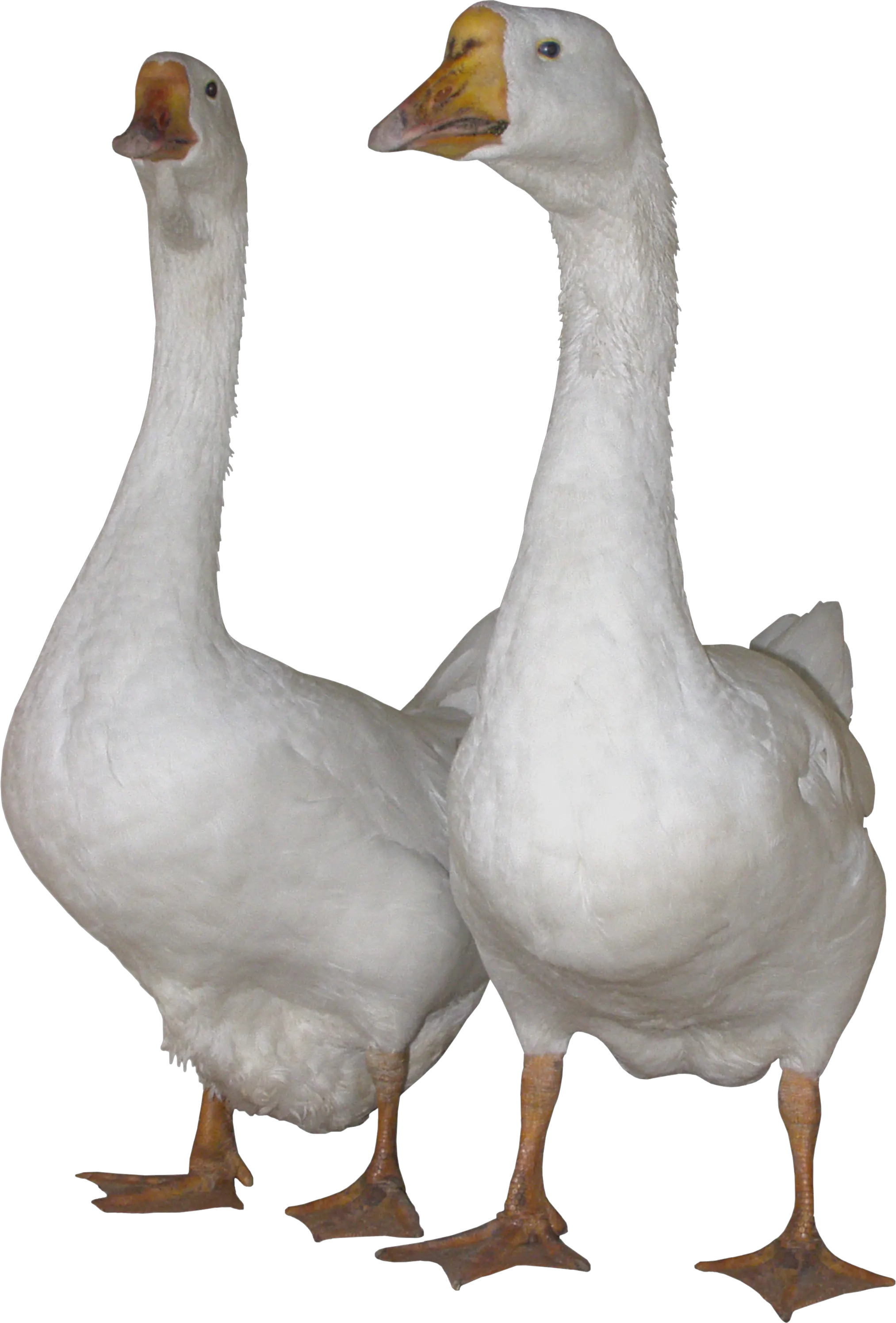White gooses PNG image
