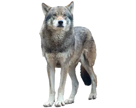 Wolf PNG