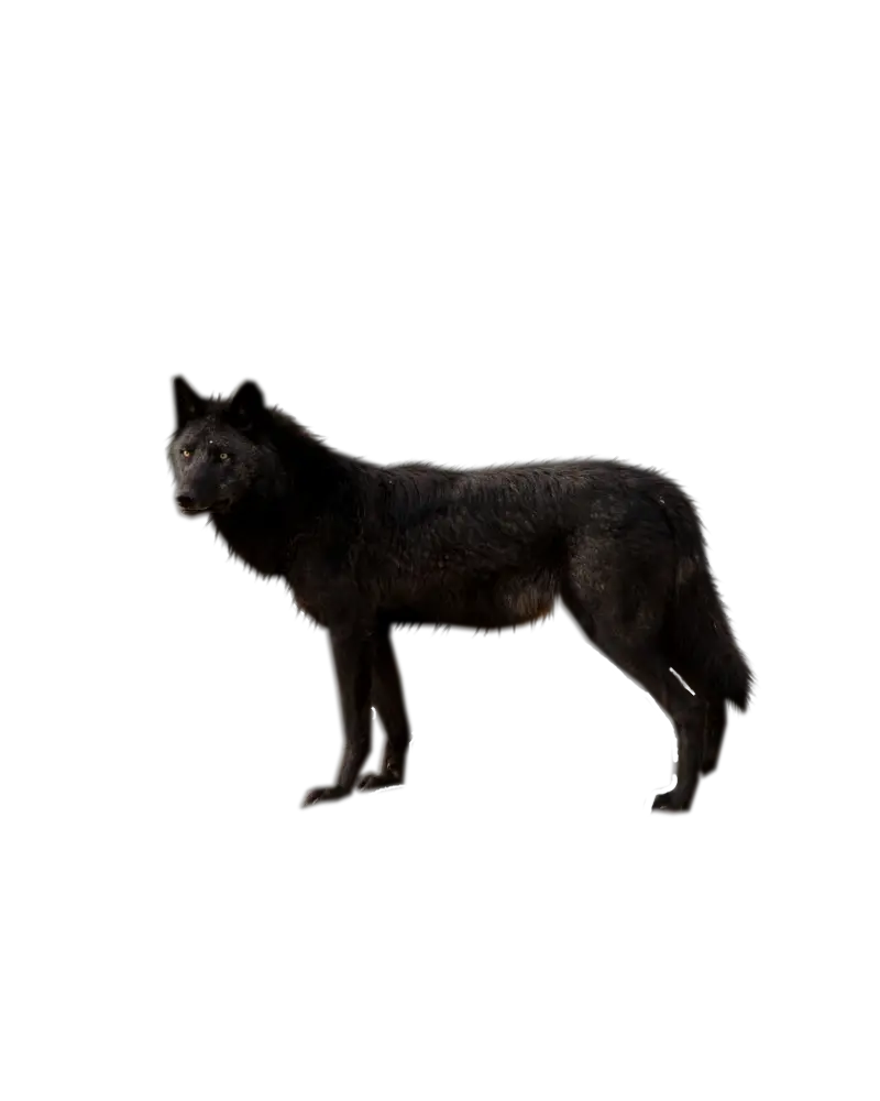 wolf png image picture download