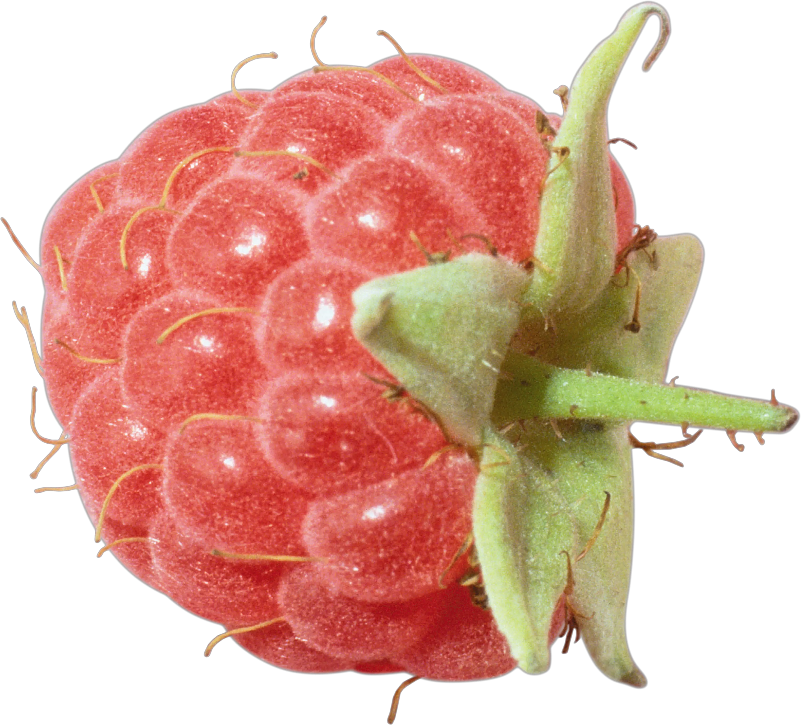 Rraspberry PNG image