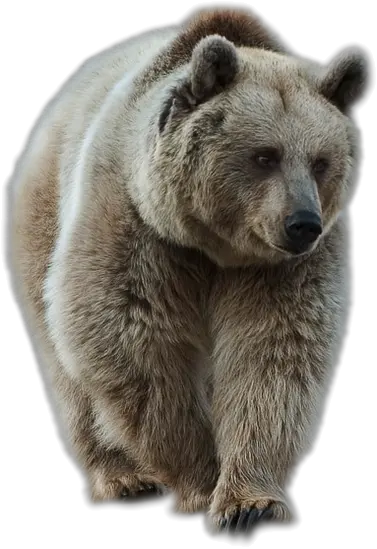 bear PNG