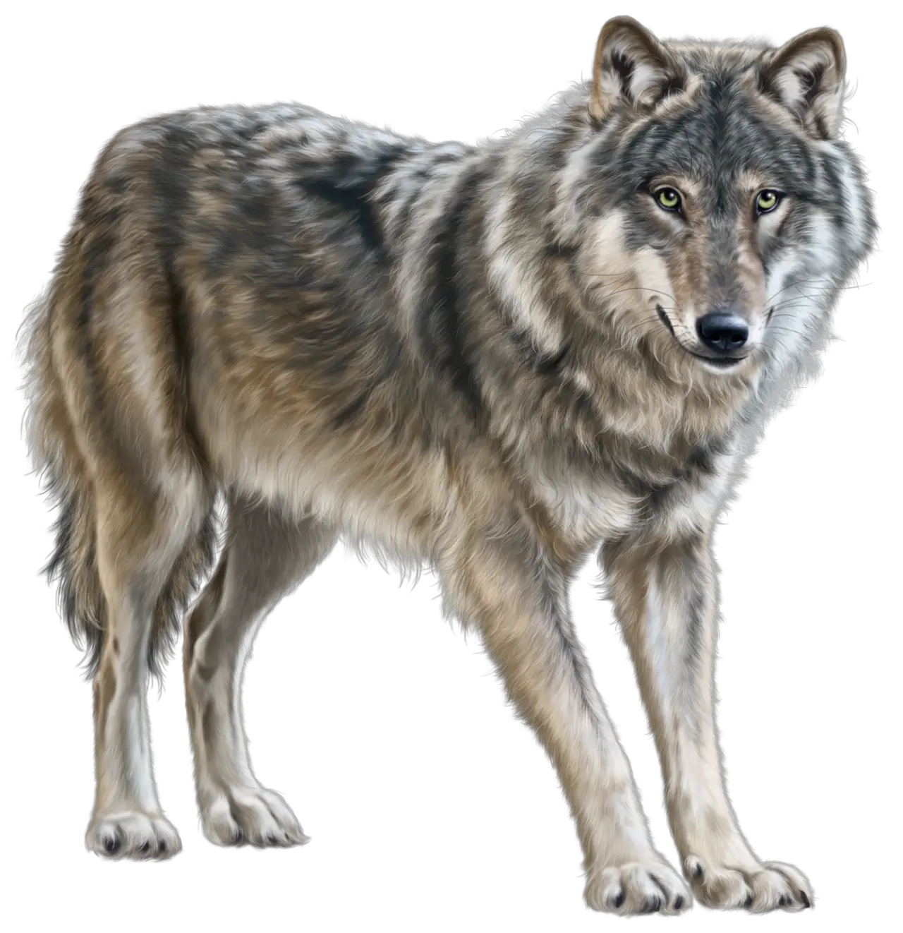 Wolf PNG