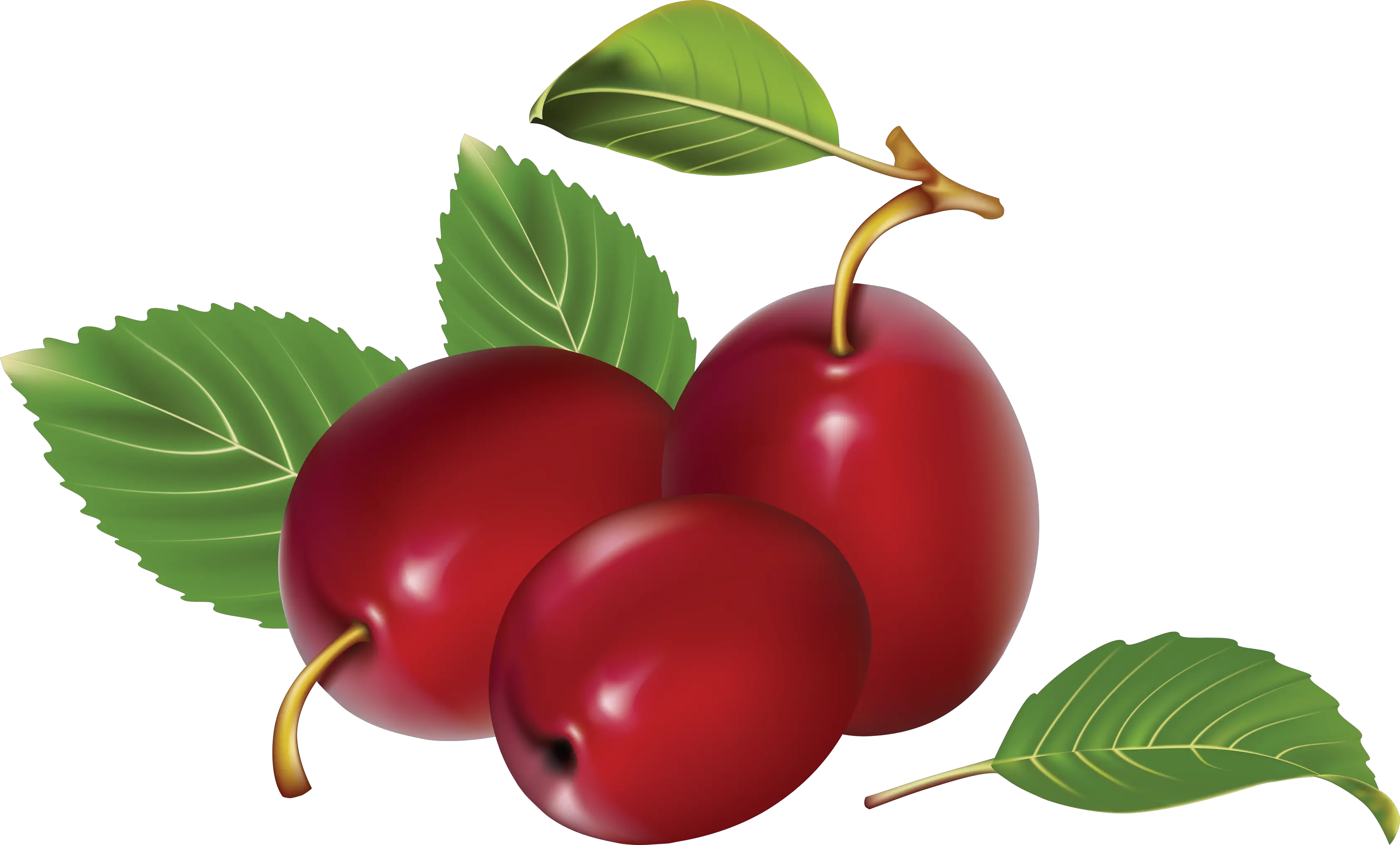 Plum PNG image